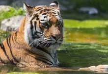 water animals tigers feline 1920x1200 wallpaper Art HD Wallpaper